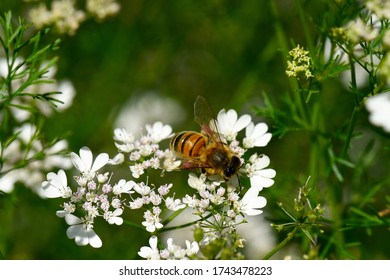 Bee Foraging Coriander In Bloom
