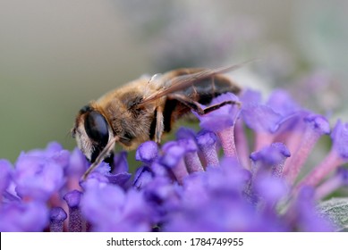 Bee Foraging A Flower Close-up