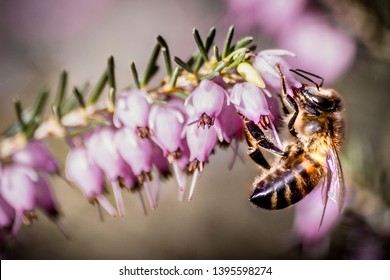 Bee Foraging On A Heather Flower