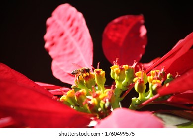 Bee Foraging On A Red Poinsetta Flower