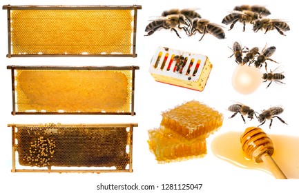 Bee Frames With Honey And Bee Brood Isolated On A White Background