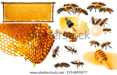 bee frames with honey and bee brood isolated on a white background