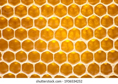 bee fresh honey in combs. background and texture. vitamin natural food. bee work product