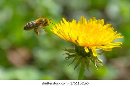 Bee full of pollen collecting nectar on a wild yellow dandelion flower, blurred green spring background