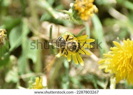 Bee full of pollen enjoying a dandellion flower