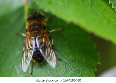 A bee in the garden.