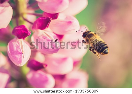 Bee gathering nectar from a Lupin flower in the garden at the Sunset. Shallow debth of field Stock photo © 