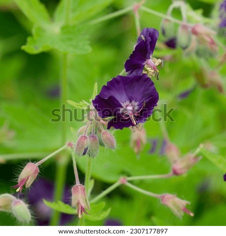 A bee gathering nectar of Mourning Widow or Dusky crane's-bill dark purple flowers with long stamens (Geranium phaeum)
