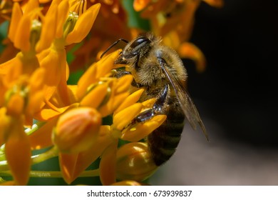 Bee Gathering Pollen On A Butterfly Weed Flower