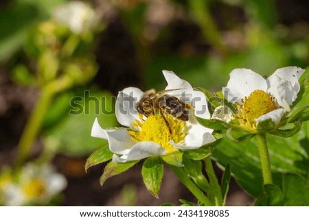 Bee is gathering pollen from a white blooming strawberry flower in the garden.