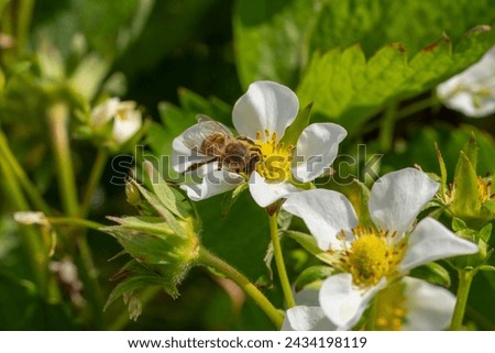 Bee is gathering pollen from a white blooming strawberry flower in the garden.