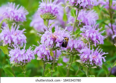 A bee gathers nectar from a wild bergemot blossom at the Bluewater River Walk Park, in Port Huron, Michigan. - Shutterstock ID 1845343780
