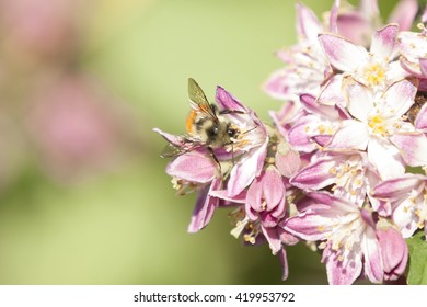 Bee Getting Nectar and pollen from pink flower