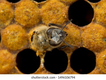 Bee Gnaws A Hole In The Cocoon To Exit It.