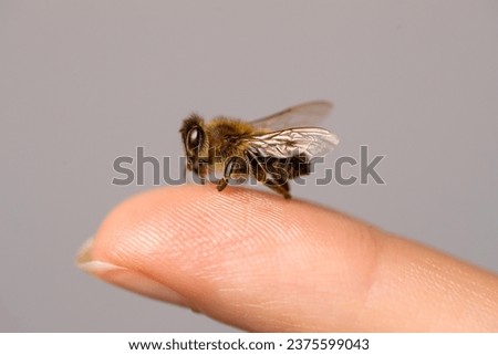 Bee going to sting woman on grey background, closeup