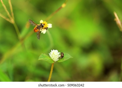 Bee with green background