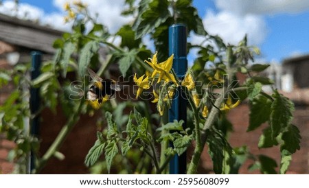 Bee hanging upside down from tomato vine plant with yellow flowering blossoms pollination. Green leaves with insect pollinator foraging and seeking nectar-rich nature. Pollinating within an urban home-grown vegetable garden environment in background. Worker bumble bee invertebrate macro photo, hanging from tomato plant. Full pollen nectar baskets aka corbiculae. Fruiting crop produce, various potted leafy plants in container gardening setup. Pollen-laden bumblebee resting on blossom within ecosystem. Cross-pollination fertilisation, reproduction and honey creation ensuring good yield and harvest. Organic sustainable horticulture cultivation in homegrown planters. Planting pots and vegetable patch supporting growth.