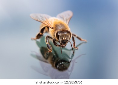 Bee in his reflection on windshield 