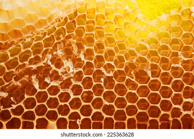 Bee Hive Background