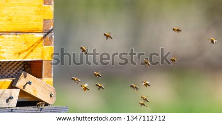 Similar – Image, Stock Photo sum Wild animal Bee Flock