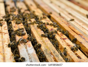 Bee Hive Entrance Flying Bees Stock Photo 1693858657 | Shutterstock