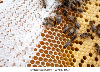 Bee Hive Filled With Golden Honey. Bee Brood. Honey Bee. Bees On Honey Comb