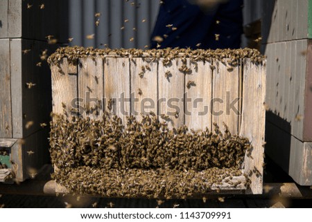 Bee hive full of bees