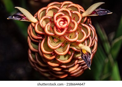 Bee Hive Ginger Plant Close Up