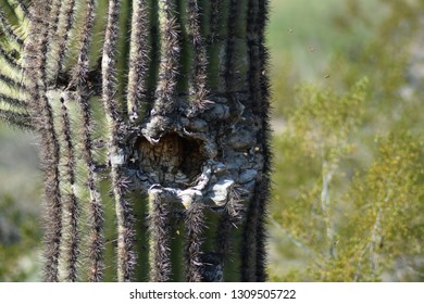 80 Bee hive cactus Images, Stock Photos & Vectors | Shutterstock