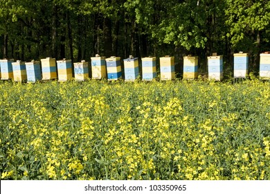 Bee Hives Among A Blooming Rapeseed Field