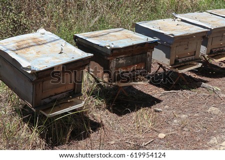 Bee hives,  Bees return to the hives during the harvest. Lot of bees fly near a number of beehives. Bee farm 