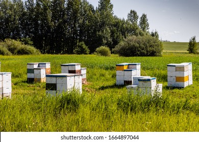 Bee Hives In A Field. Red Deer County, Alberta, Canada