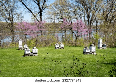 Bee hives in flowering field. White painted wooden beehives. Langstroth hives stenciled with "Bob's Bees." - Shutterstock ID 2327794243