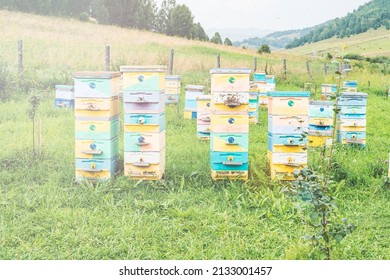 bee hives in the mountains, collecting rare honey in the highlands, A number of bee hives in a field in the mountains. Beekeeping. Rural landscape with beehives. Selective focusing. tinted image, sun