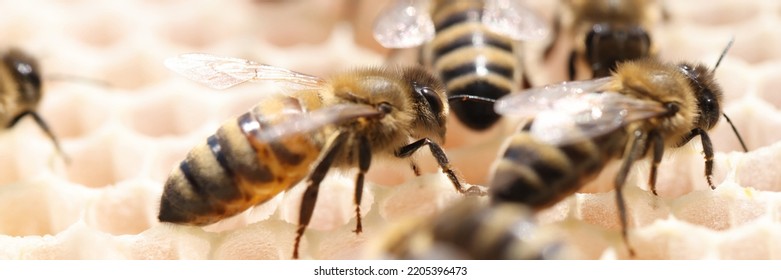 Bee Honey Bee Colony Honeycomb Closeup. Honey Bee Honey In Wax Cell. Eco Nature Bee Hive