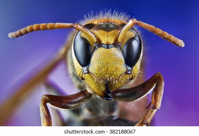 bee, honey, macro, wild, bite, insects, nature - Powered by Shutterstock