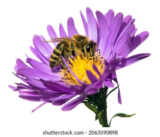 bee or honeybee in Latin Apis Mellifera, european or western honey bee sitting on the blue violet or purple flower isolated on white background - Powered by Shutterstock