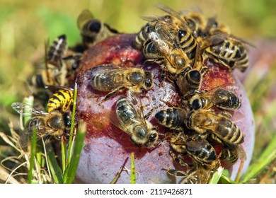 Bee or honeybee in latin Apis Mellifera, Honey bees on plum fruit