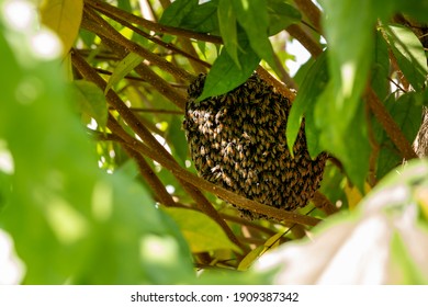 Bee Honeycomb Of Bee Insects On Tree In Nature, Green Leaf Tree Forground, Close Up Macro Bees Flock In Nest Wild, Natural Organic Honey For People, Insects Working On Branch Tree In Garden Wild