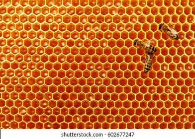 Bee honeycombs with honey and bees. Apiculture - Shutterstock ID 602677247