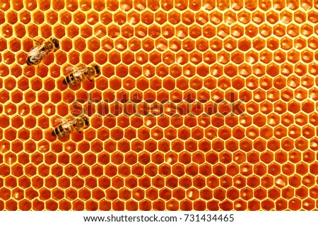 Bee honeycombs with honey and bees. Apiculture