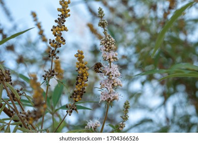 Bee Hoovering Over A Chaste Tree Branch.