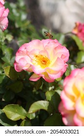 Bee Hovering Above A Judy Garland Rose Pink White And Yellow Center.