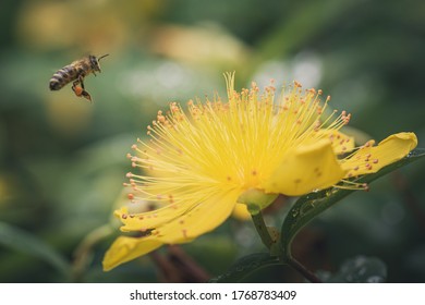 Bee hovering on yellow Hypericum calycinum (St. John's Wort) flower