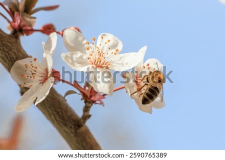 A bee is hovering over a flower. The flower is white and has a red center. The sky is blue and clear