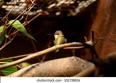 Bee Hummingbird