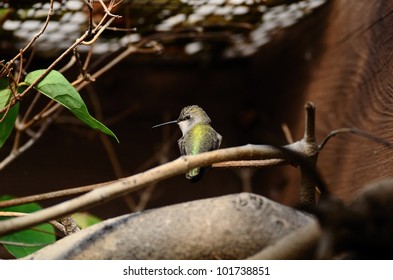 Bee Hummingbird