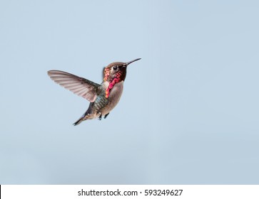 Bee Hummingbird