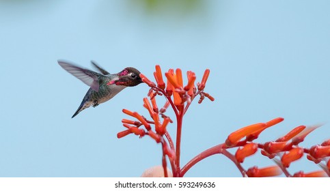 Bee Hummingbird