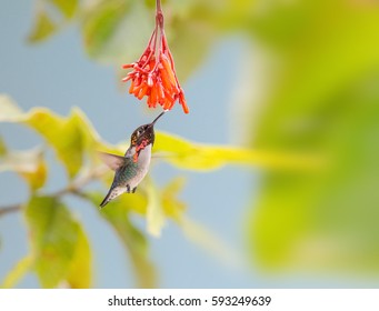 Bee Hummingbird